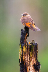  Cliff Flycatcher