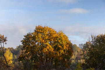 Fototapeta premium Deciduous trees in the autumn season with colorful foliage