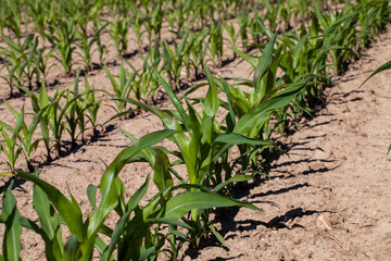 small green corn sprouts in the summer