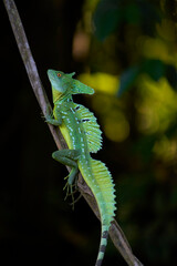 Emerald Basilisk