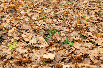 Dull orange foliage on trees in autumn cloudy weather
