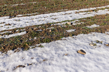 green winter wheat in the winter season
