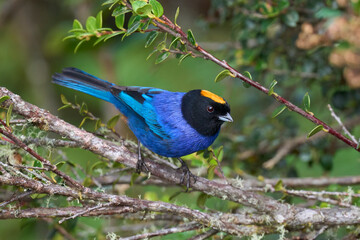 Golden-crowned Tanager