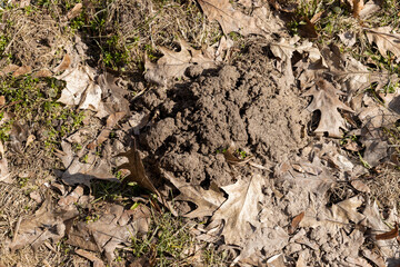 old leaves fallen in autumn on the ground in the spring season
