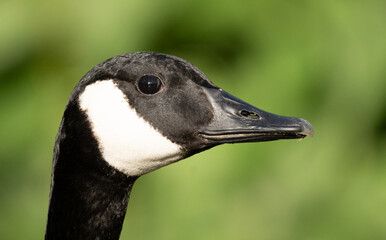 an extreme close up of a Canadian Goose. 
