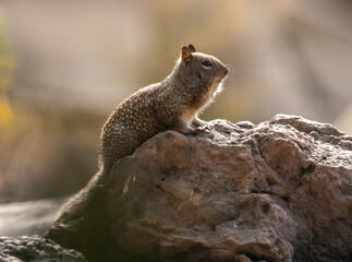 Ground squirrel on a rock