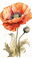Wildflower Wonders. Colorful Watercolor Red Poppy Illustration. AI Generated