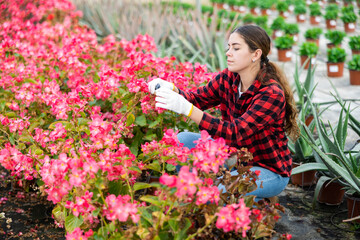 Young woman farmer working in the greenhouse examines a begonia semperflorens for the presence of a disease in the plant