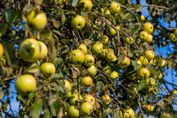 Ripe green apples hanging on a tree in the orchard