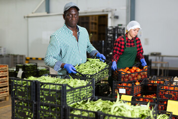 Loader stacks crates of beans in vegetable factory warehouse