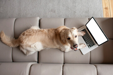 dog breed golden retriever lies at home on the couch near the laptop, the pet looks at the computer...