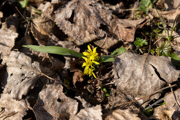 lonely growing yellow flowers in early spring