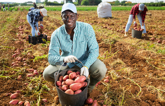 Successful african american man farmer picking potato tubers dug out of soil by machine into bucket in field. Rich harvest concept..