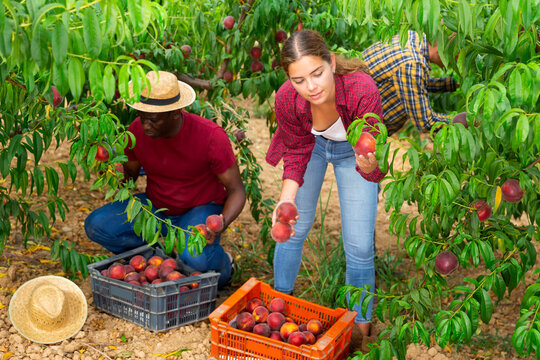 African-american man, European man and young woman picking peaches in garden.