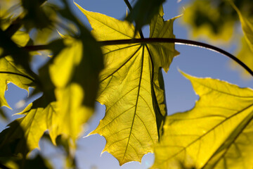Thin maple foliage in sunlight in spring season
