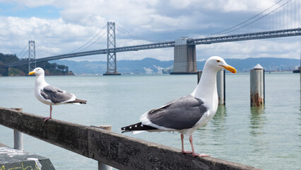 seagulls or sea gulls birds on parapet at bridge