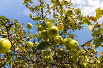 Ripe green apples hanging on a tree in the orchard
