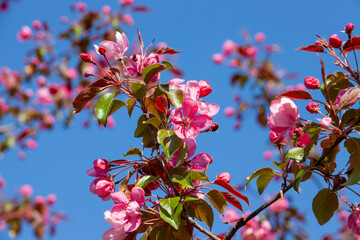 beautiful trees with flowers of red and pink shades