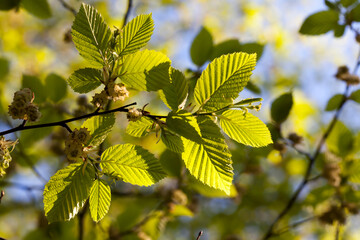 Brightly illuminated by sunlight foliage of trees in the spring season