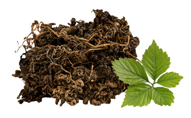 Fresh and dried gynostemma pentaphyllum or jiaogulan leaves on transparent.