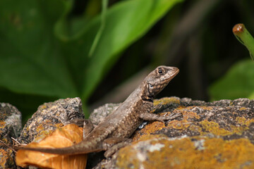 Rio de Janeiro, RJ, Brazil, 04.12.2023 - Tropidurus torquatus, a lizard knew in Brazil as calango, at Two Brothers Cliff Natural Park