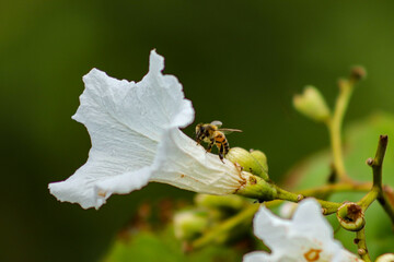 Rio de Janeiro, RJ, Brazil, 04.12.2023 - A bee, Apis melifera,  on a flower of babosa branca, Cordia superba, at Two Brothers Cliff Natural Park