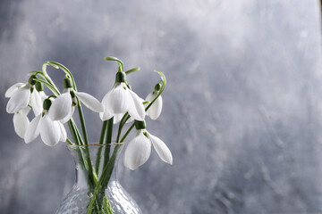 Vase with beautiful snowdrops on grey background, space for text