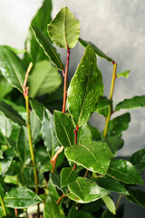 Bay tree with green leaves growing on grey background, closeup