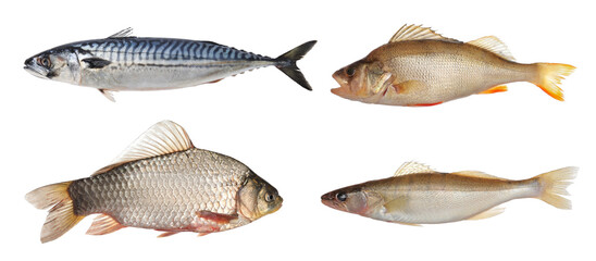 Collage with different types of raw fish on white background