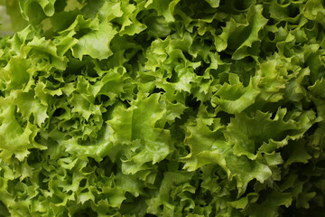 Fresh green lettuce as background, closeup. Salad greens