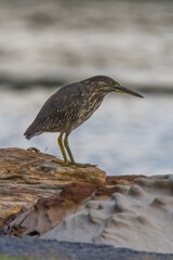 Juvenile Striated Heron hunting by the bay on a rainy day