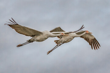 A pair of Brolgas or Australian Cranes (Antigone rubicunda) in flight - Barcaldine, Queensland