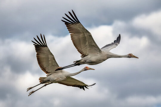 A pair of Brolgas or Australian Cranes (Antigone rubicunda) in flight - Barcaldine, Queensland