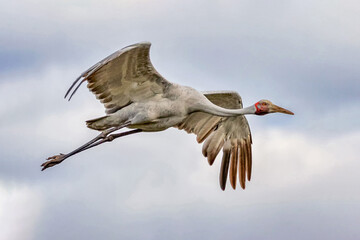 A Brolga or Australian Crane (Antigone rubicunda) in flight - Barcaldine, Queensland, Australia