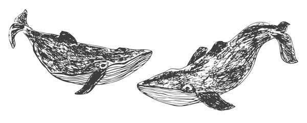Set of two vector sketch hand drawn black whales. Expressive hand drawn ink water animals for print design, textile, posters, print, stickers, logo