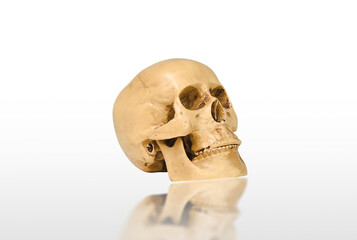 Human skull mockup isolated on white background with reflection, clipping path included, Side view.