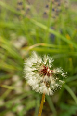 たんぽぽの胞子