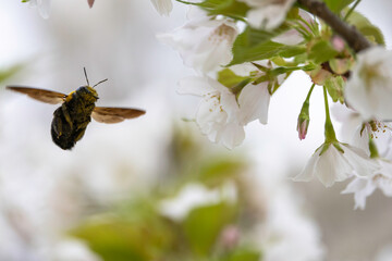 満開の桜の蜜を吸うクマバチ