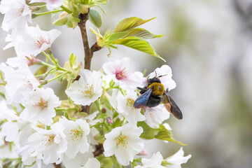 満開の桜の蜜を吸うクマバチ