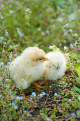 small yellow newborn chicks on green grass field outdours.