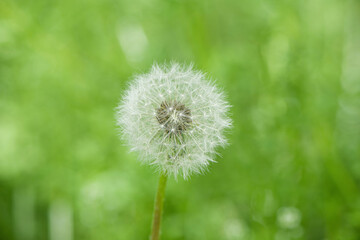 dandelion flower on green grass background closeup.