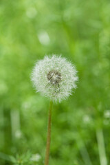 dandelion flower on green grass background closeup.