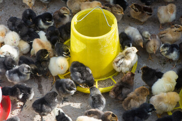 Cute little baby chicks feeding on the farm