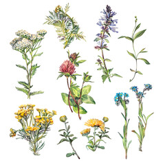 Set watercolor wild flowers. Yarrow, lungwort and clover, tansy isolated on white background. Plant for wedding invite. Summer or spring clipart for sticker or wrapping. Hand-drawn art for sketchbook © NatashaKun