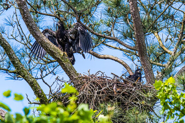 Adolescent Bald Eagles by their Nest 