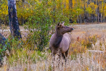 Obraz na płótnie Canvas Elk Standing in the Grass