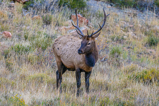 Elk Standing in the Grass