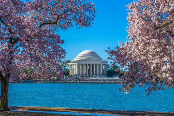 The Jefferson Memorial Among the Cherry Blossoms