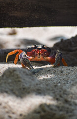 crab on the sand