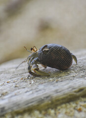 Caracol en arena